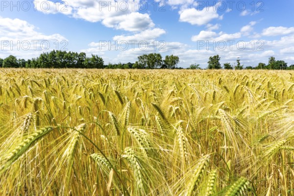 Grain field, in front of harvest, barley, near Bottrop-Kirchhellen, North Rhine-Westphalia, Germany, Europe