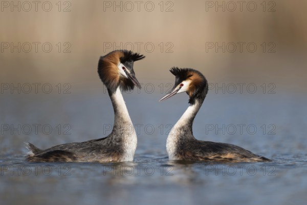 Shaking their heads... Great Crested Grebe (Podiceps Scalloped ribbonfish), couple in courtship, courting couple, two great crested grebes swimming breast to breast opposite each other, shaking their heads, greeting ceremony, courtship ritual, waterfowl, native nature, Lower Rhine, Rhineland, North Rhine-Westphalia, Germany, Western Europe, Europe