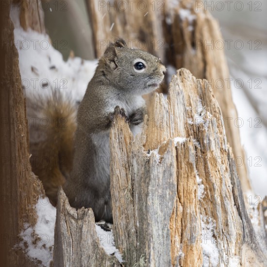 Sneezy... American red squirrel (Tamiasciurus hudsonicus), looking out of an old, broken tree stump in winter, cute picture, Yellowstone, Wyoming, North America, United States of America