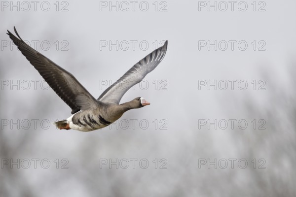Flight photo... White-fronted goose (Anser albifrons), flying goose, wild goose in flight on the Lower Rhine, white-fronted geese have a wingspan of far more than one metre, are very persistent fliers, commute as migratory birds between breeding grounds and wintering grounds, Lower Rhine, North Rhine-Westphalia, Germany, Western Europe, Europe
