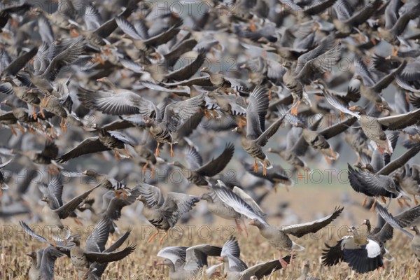 Wild geese, mainly white-fronted geese (Anser albifrons) fly up in panic after a disturbance, large flock of geese, flock of birds, fly up from a stubble field in autumn, wildlife, Bislicher Insel, Wesel district, Rhineland, Lower Rhine, North Rhine-Westphalia, Germany, Western Europe, Europe