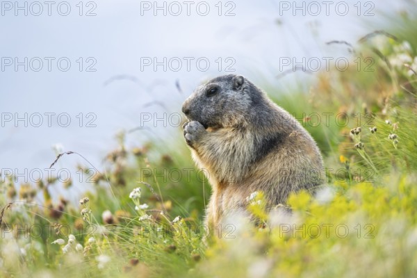 Alpine marmot (Marmota marmota) in autumn, Grossglockner, High Tauern National Park, Austria, Europe