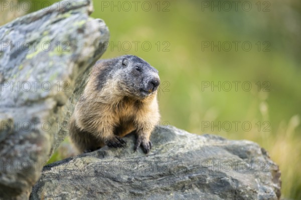 Alpine marmot (Marmota marmota) in autumn, Grossglockner, High Tauern National Park, Austria, Europe