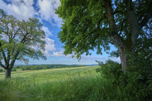 Green fields and trees with a blue sky in the background, summer, Katzenbuckel, Waldbrunn, Neckar-Odenwald-Kreis, Odenwald, Baden-Württemberg, Germany, Europe