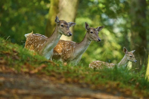 Fallow deer (Dama dama), female, group of fallow deer with fawn looking around attentively in the forest, Germany, Europe