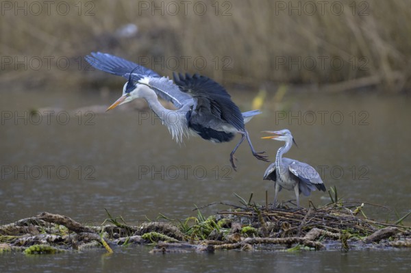 Grey heron (Ardea cinerea), copula, nest on floating roots of water lily in front of reeds, Neckar valley, Baden-Württemberg, Germany, Europe