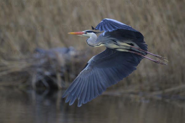 Grey heron (Ardea cinerea), in flight, heron breeding in the reeds behind, Neckar valley, Baden-Württemberg, Germany, Europe