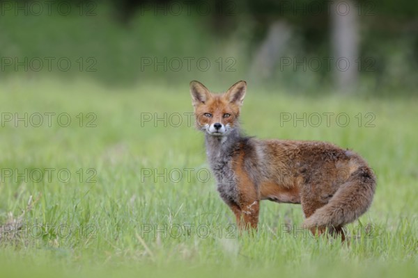 Surprised...Red fox (Vulpes vulpes) with an attentive look in a meadow in Sauerland, Sauerland, Märkischer Kreis, North Rhine-Westphalia, Germany, Western Europe, Europe