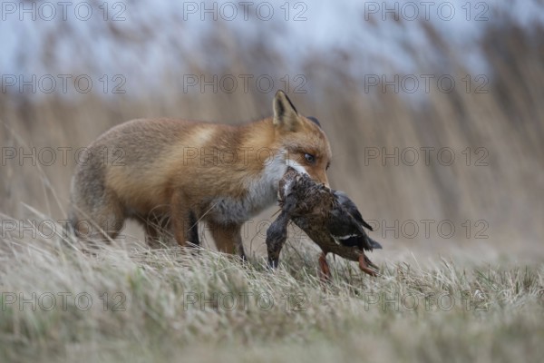 With mallard... Red fox (Vulpes vulpes), fox with prey in catch, has captured a duck, successful hunter, native predator, predatory game, small game, predator, native wildlife, nature, wildlife, North Rhine-Westphalia, Germany, Europe