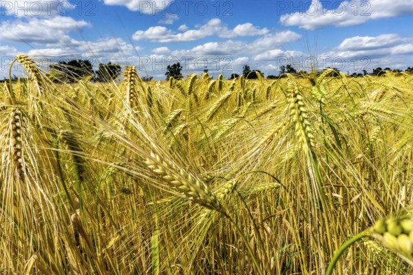 Grain field, in front of harvest, barley, near Bottrop-Kirchhellen, North Rhine-Westphalia, Germany, Europe
