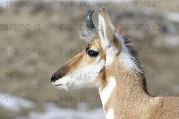 Pronghorn... Pronghorn (Antilocapra americana) pronghorn, pronghorn antelope or pronghorn antelope in winter, male animal, buck, head portrait, close-up, fastest land mammal after the cheetah, occurring in the prairies of America and the Sonoran Desert, nature in Yellowstone NP, Montana, North America, United States of America, US