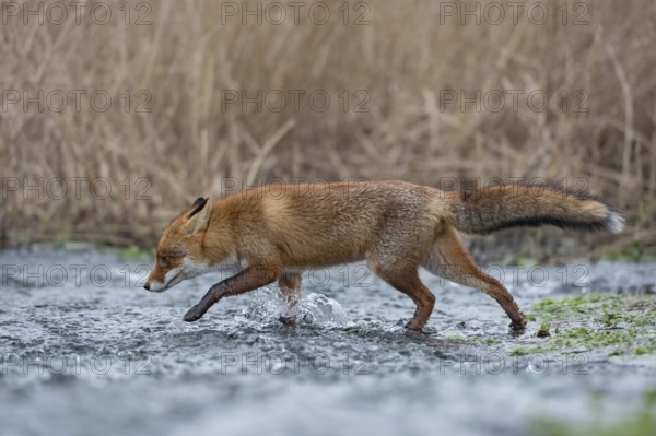 Off through the water... Red fox (Vulpes vulpes) running through a stream, crossing a body of water, at high water, native wildlife, mammals, native nature, North Holland, Netherlands, Western Europe