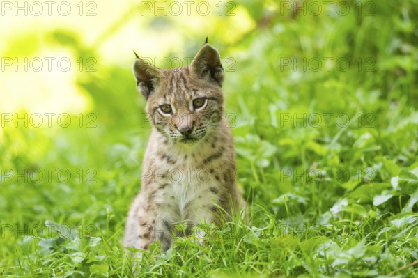 Eurasian lynx (Lynx lynx) youngster on a meadow, Bavaria, Germany, Europe