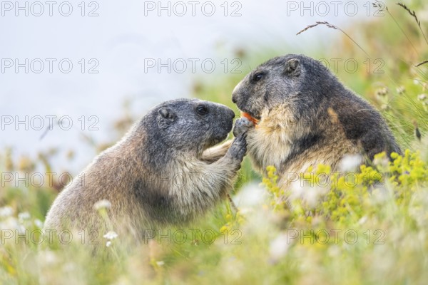 Alpine marmot (Marmota marmota) in autumn, Grossglockner, High Tauern National Park, Austria, Europe
