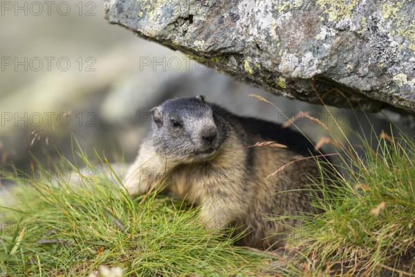 Alpine marmot (Marmota marmota) youngster in autumn, Grossglockner, High Tauern National Park, Austria, Europe