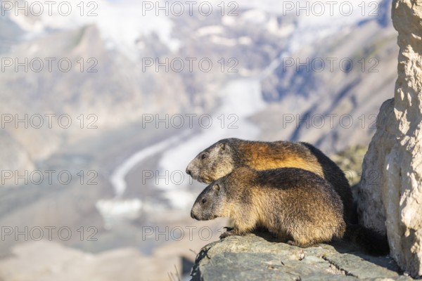 Alpine marmot (Marmota marmota) in autumn, Grossglockner, High Tauern National Park, Austria, Europe