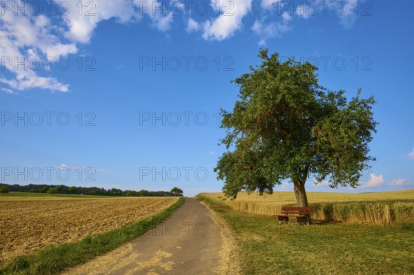 A single apple tree on a country lane with a bench, surrounded by fields under a blue sky, summer, Höhefeld, Wertheim, Baden-Württemberg, Germany, Europe