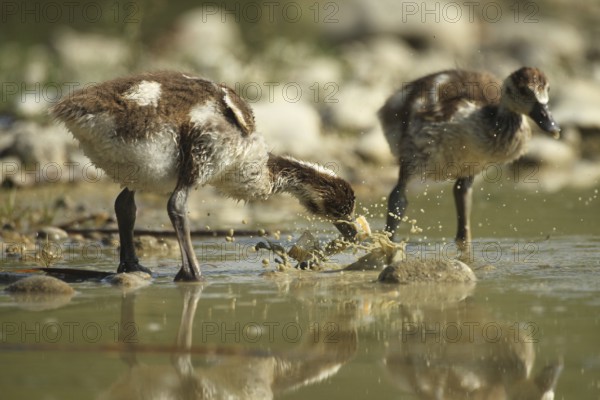 Egyptian goose (Alopochen aegyptiaca) young bird eating fish waste in a gravel pit, Allgäu, Bavaria, Germany, Allgäu, Bavaria, Germany, Europe