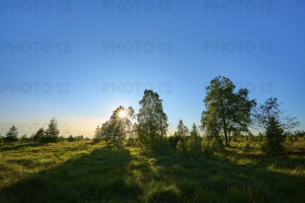 Sunbeams break through the trees in a green landscape under a clear sky, High Fens, Eifel, Liège, Belgium, Europe