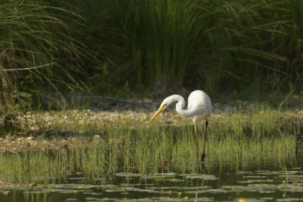 Great White Egret (Ardea alba), water, hunting, Lower Austria