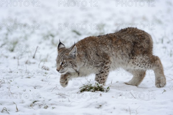 Creeping along... Eurasian lynx (Lynx lynx), young lynx hunting mice in the snow, Germany, Western Europe, Europe
