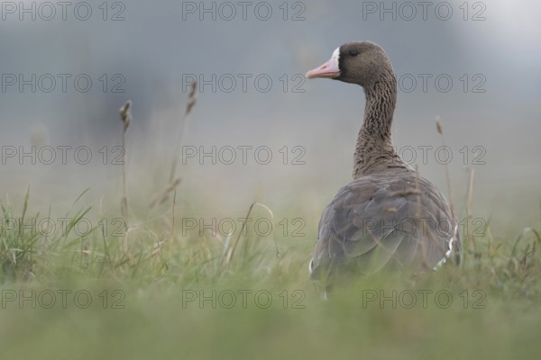 Looking round... White-fronted goose (Anser albifrons), wintering wild goose in the tall grass of a meadow, rear view, low, natural-looking photo position, Bislicher Insel, Wesel district, Lower Rhine, North Rhine-Westphalia, Germany, Western Europe, Europe