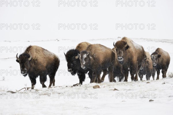 Small herd of bison... American Bison (Bison bison), bison move through the snow-covered landscape of Yellowstone National Park in winter with light snowfall, frontal, atmospheric shot, Yellowstone, Wyoming, North America, United States of America