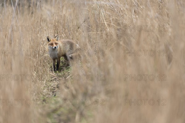 Caution... Red fox (Vulpes vulpes) standing on a fox pass in high, dry reed grass. is suspicious, waits, keeps its distance, native nature, North Holland, Netherlands, Western Europe