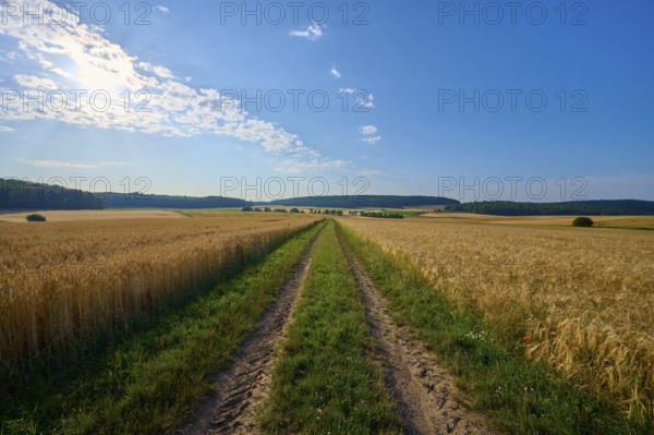 A field path leads through golden grain fields under a bright blue sky with few clouds, summer, Höhefeld, Wertheim, Baden-Württemberg, Germany, Europe