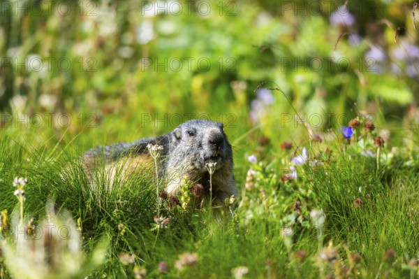 Alpine marmot (Marmota marmota) in autumn, Grossglockner, High Tauern National Park, Austria, Europe