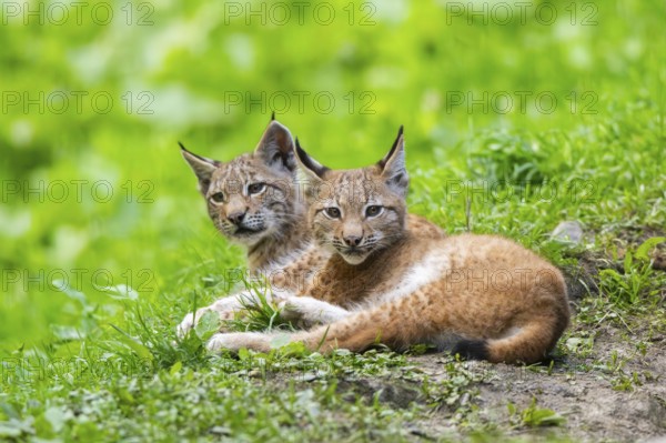 Eurasian lynx (Lynx lynx) youngsters on a meadow, Bavaria, Germany, Europe