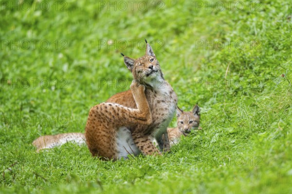 Eurasian lynx (Lynx lynx) youngster on a meadow, Bavaria, Germany, Europe
