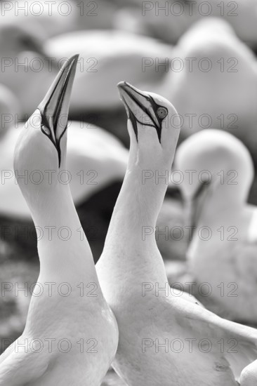 Gannet (Morus bassanus) on bird cliffs, pair courtship display, monochrome, Helgoland Island, Schleswig-Holstein, Germany, Europe
