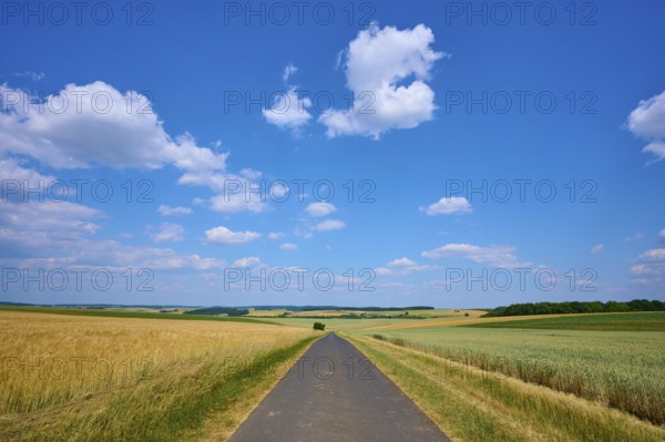 Country road between golden wheat fields, blue sky with white clouds, summer, Thüngen, Main Spessart district, Bavaria, Germany, Europe