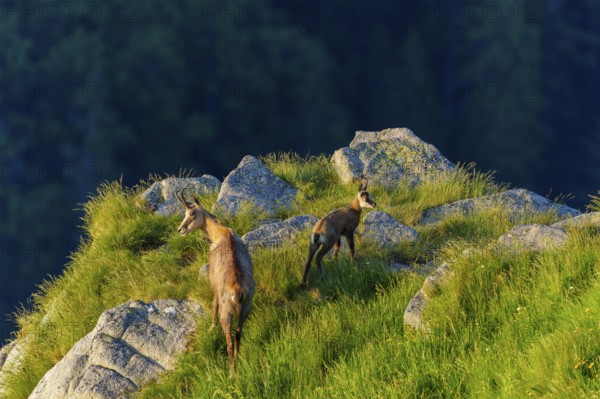 Two chamois on rocky terrain with panorama in the evening light, chamois, chamois, (Rupicapra rupicaprae), wildlife, Vosges, France, Europe