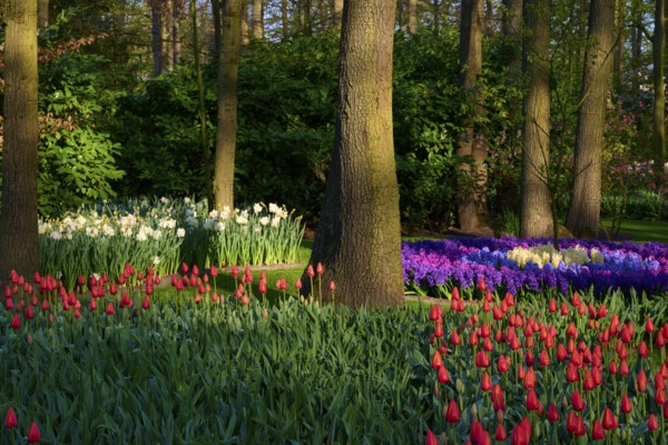 A section of woodland lined with tulips, daffodils and hyacinths in lush flowerbeds, Keukenhof, Lisse, province of South Holland, Netherlands