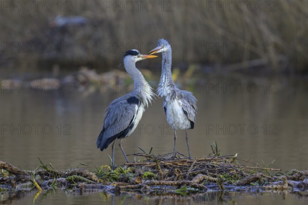Grey heron (Ardea cinerea), breeding pair building a nest on the floating roots of the water lily, courtship display, Neckar valley, Baden-Württemberg, Germany, Europe