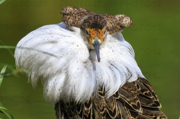 Close-up of a bird with white plumage and detailed feathers, Ruff (Calidris pugnax, Syn.: Philomachus pugnax), France, Europe