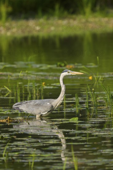 Grey heron (Ardea cinerea), water, hunting, Lower Austria