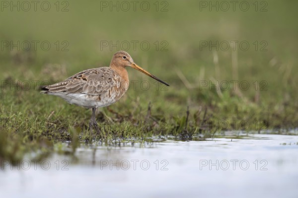 Long-beaked and long-legged... Black-tailed godwit (Limosa limosa), native meadow limosa, wading bird, breeding bird also inland on wet, extensive meadows and grassland, native birds, animals, nature, Lower Saxony, Germany, Europe