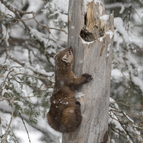Articulated... American pine marten (Martes americana), also called spruce marten, climbing up an old rotten tree in winter during snowfall, funny animal pictures, humour, USA, Yellowstone, Wyoming, North America, United States of America, North America