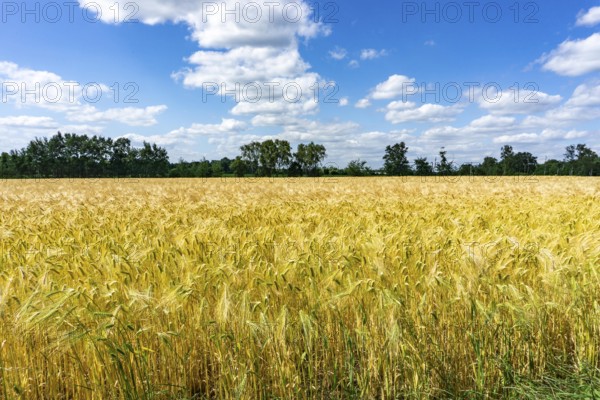 Grain field, in front of harvest, barley, near Bottrop-Kirchhellen, North Rhine-Westphalia, Germany, Europe