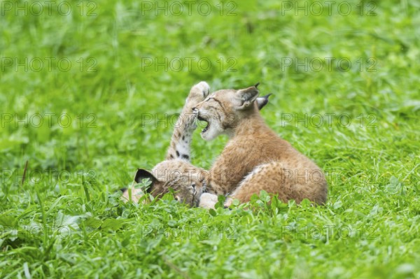 Eurasian lynx (Lynx lynx) youngster on a meadow, Bavaria, Germany, Europe