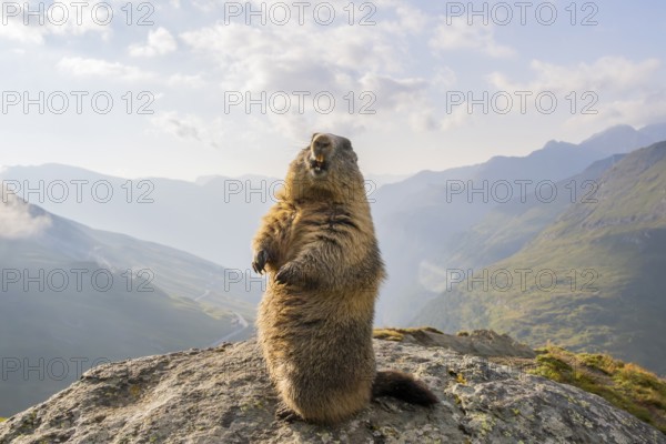 Alpine marmot (Marmota marmota) in autumn, Grossglockner, High Tauern National Park, Austria, Europe