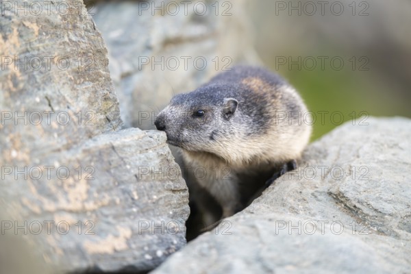 Alpine marmot (Marmota marmota) youngster in autumn, Grossglockner, High Tauern National Park, Austria, Europe