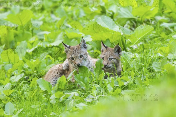 Eurasian lynx (Lynx lynx) youngsters on a meadow, Bavaria, Germany, Europe