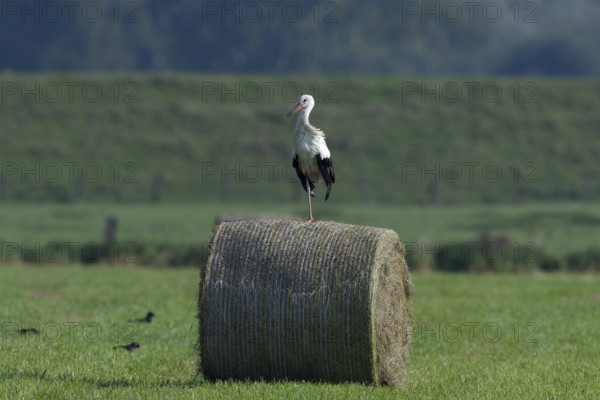 White stork (Ciconia ciconia) standing on a round hay bale, Lower Rhine, North Rhine-Westphalia, Germany, Europe