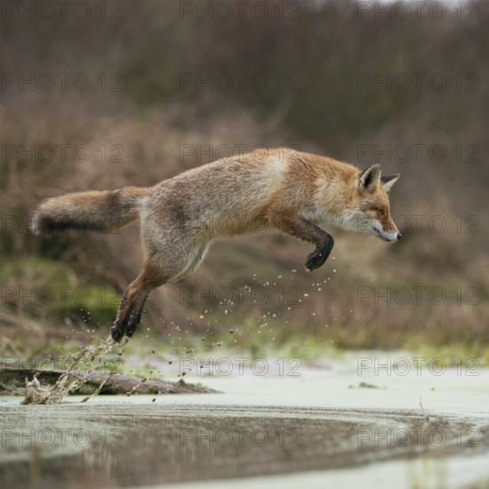 Red fox (Vulpes vulpes) in a powerful, high jump, jumping over a body of water, natural environment, native wildlife, wildlife, Europe, Netherlands, Western Europe