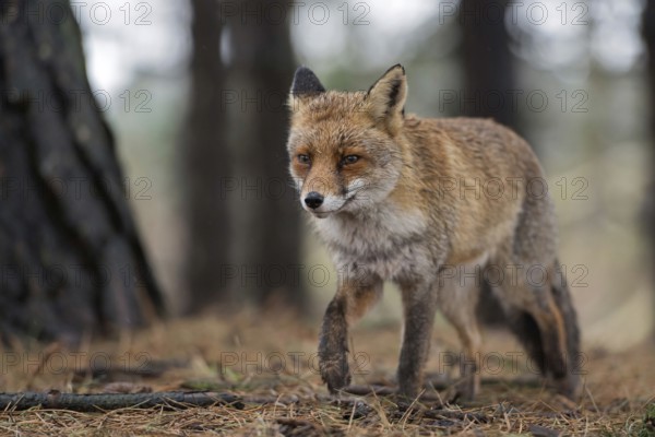 In a coniferous forest... Red fox (Vulpes vulpes), a fox walks calmly through a forest close by, pine needles lie on the ground, finely detailed photograph in natural surroundings, harmonious colours, native nature, North Holland, Netherlands, Western Europe