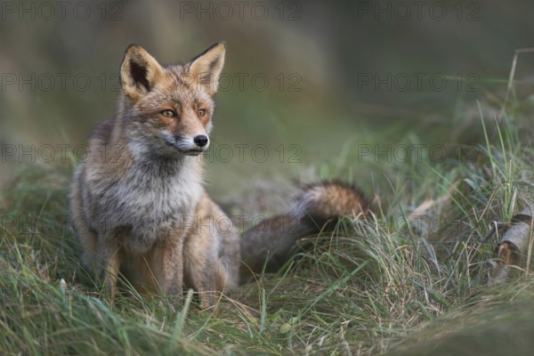 Red fox (Vulpes vulpes), adult animal in long-haired, thick winter coat sits in the high grass of a meadow, seems to be watching something in the distance, is highly concentrated, typical behaviour, soft light, beautiful strong colours, wildlife, native nature, Germany, Western Europe, Europe